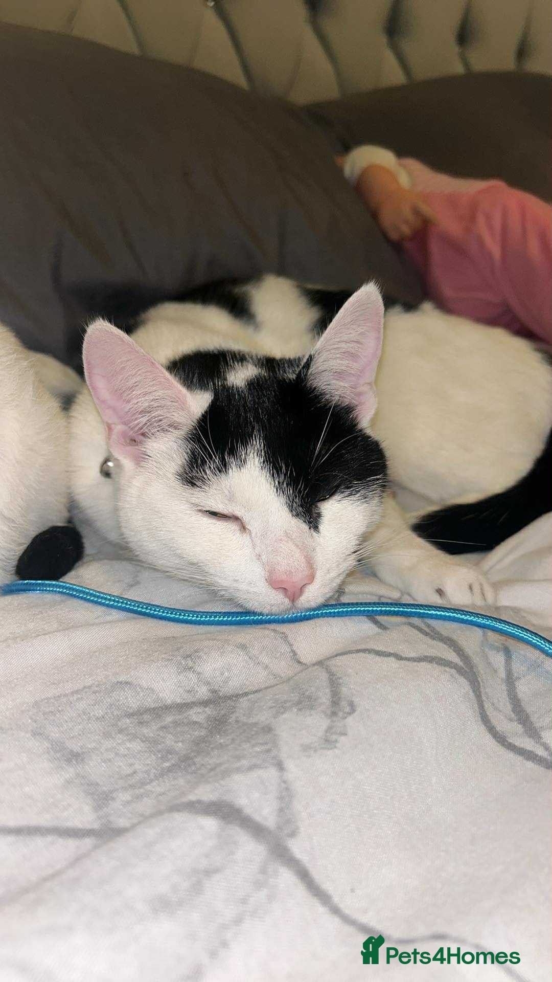 Domestic Shorthair cats for sale: Harry and Melody - Image 2