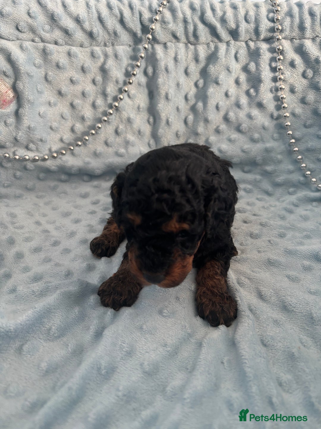 Toy Poodle dogs for sale: KC registered toy poodles - Advert 8