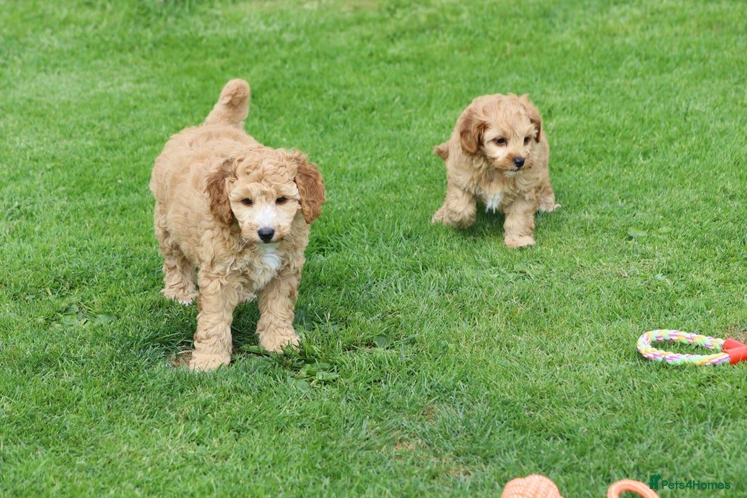 Cockapoo dogs for sale: Beautiful F1 Cockapoo puppies for sale - Image 2