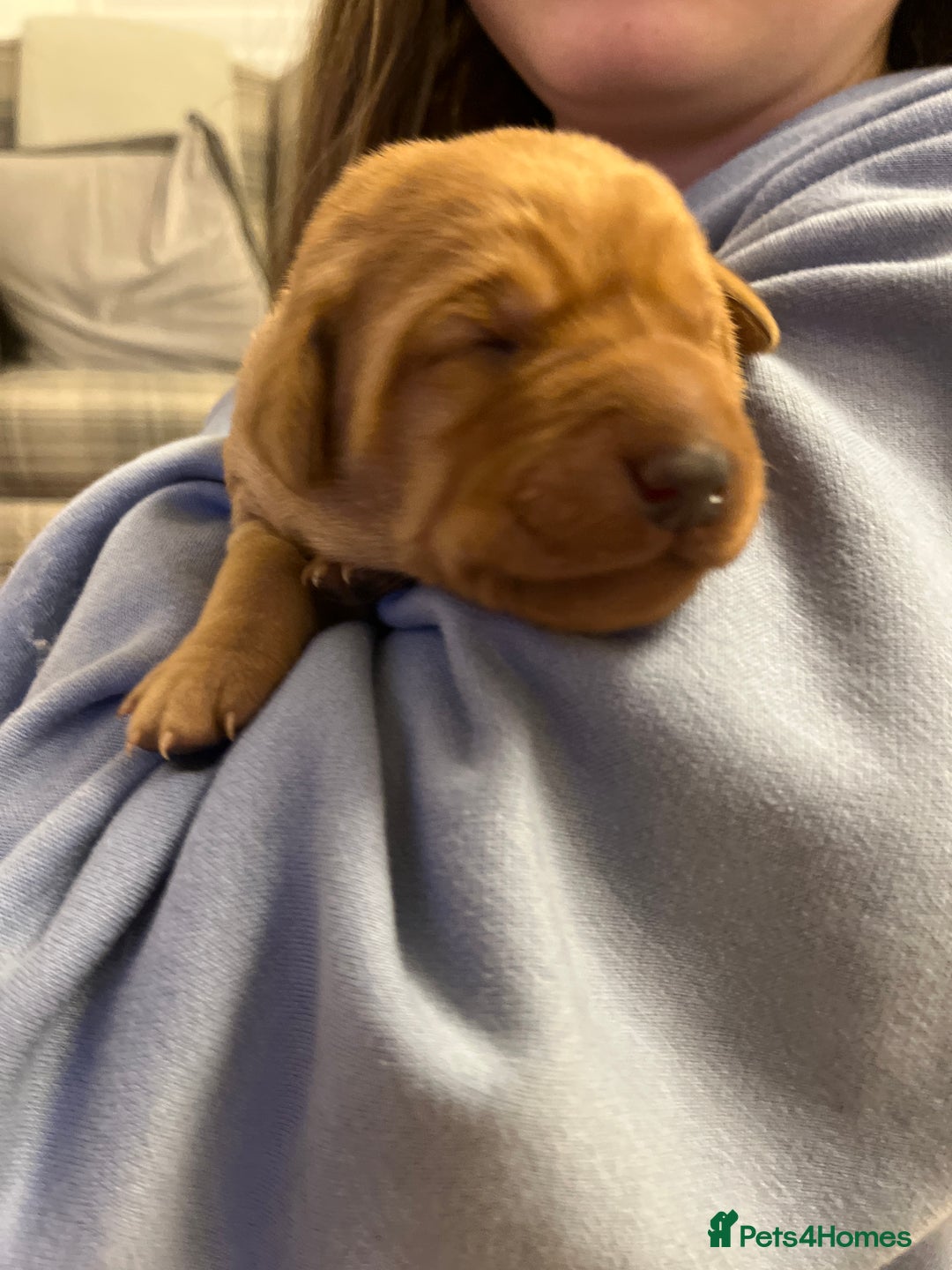 Labrador Retriever dogs for sale: KC REGISTERED, HEALTH TESTED FOX RED LABRADORS - Advert 14