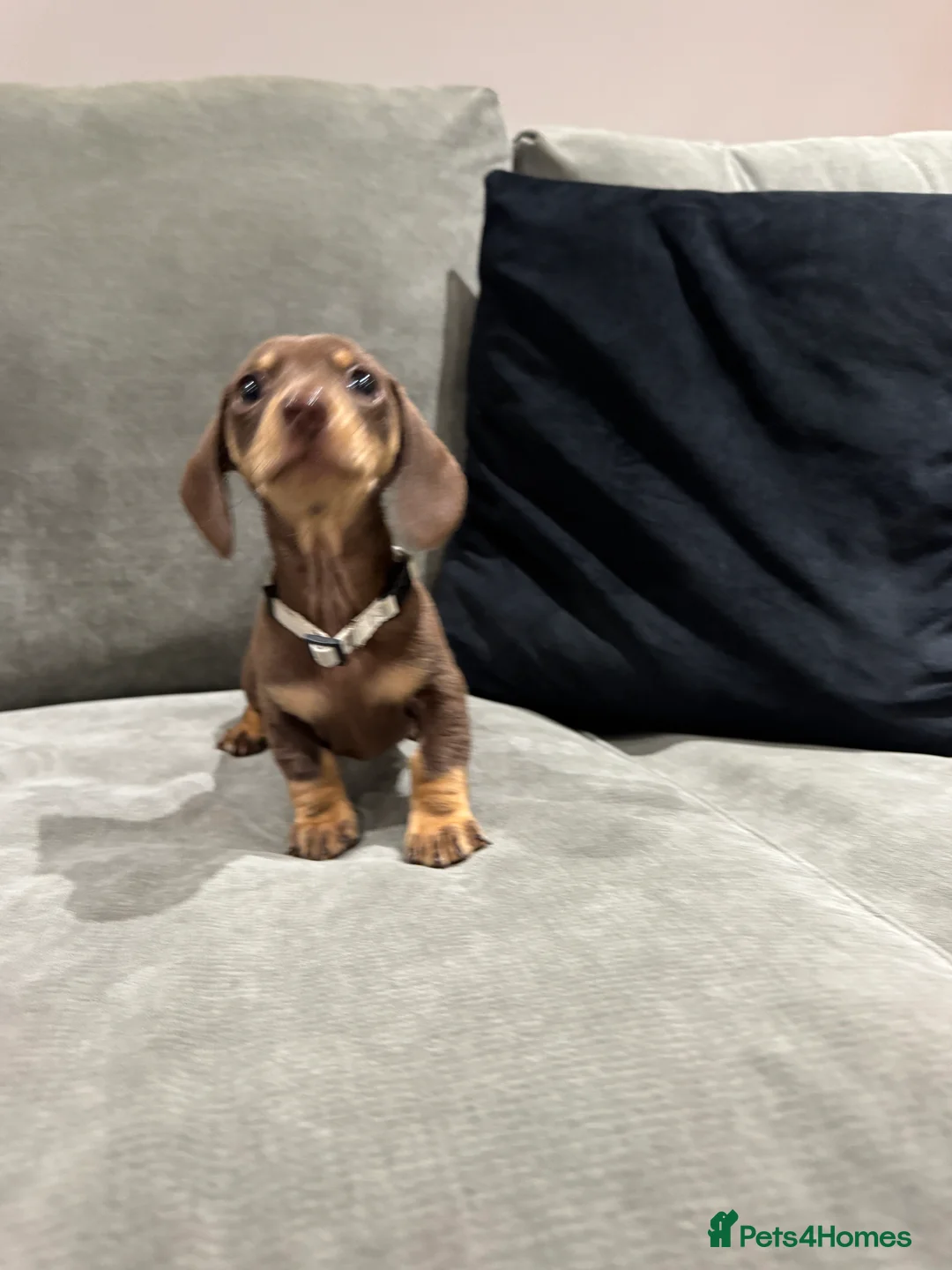 Miniature Dachshund dogs for sale: Chocolate & Tan KC Miniature Dachshund Puppies - Advert 26
