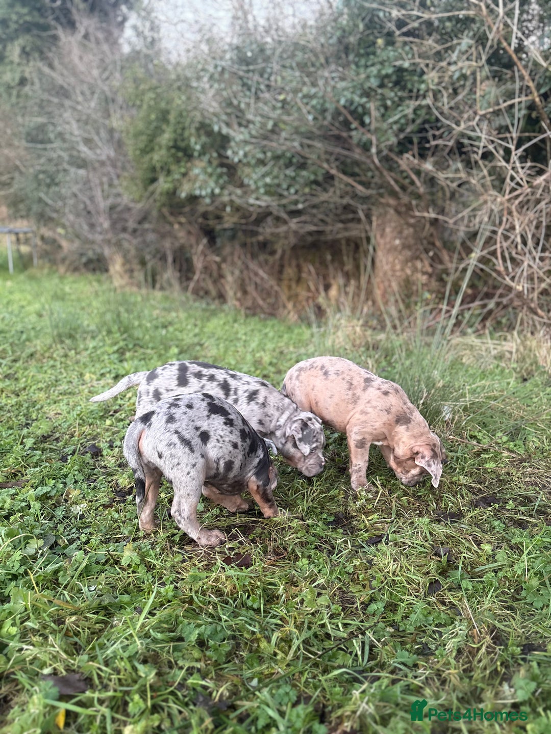 Olde English Bulldogge dogs for sale: 3 male puppy Olde English Bulldogges left - Advert 33