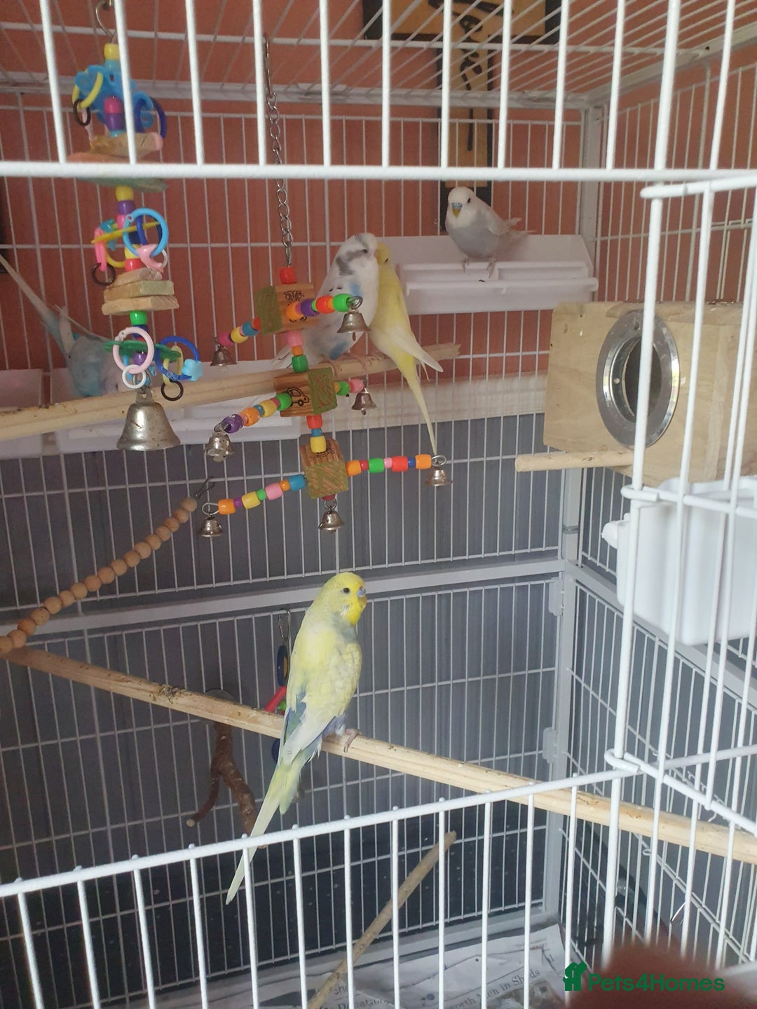 Budgerigars birds for sale:  budgies - Image 3