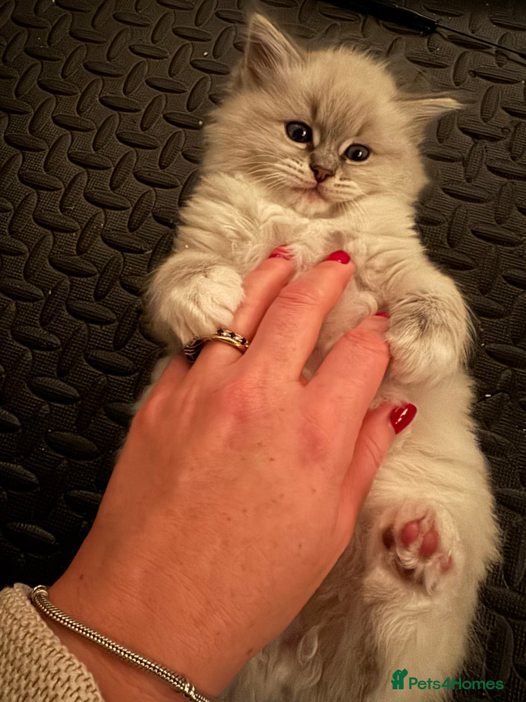 Ragdoll cats for sale: Beautiful Siberian Ragdoll cross kittens for sale - Advert 19