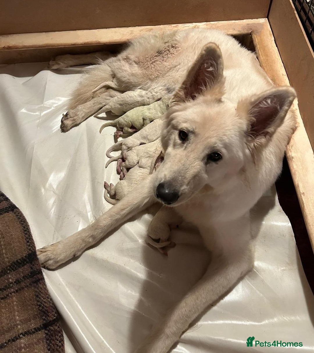 White Swiss Shepherd dogs for sale: White Swiss Shepherd Puppies 🐾🍼KC Registered - Image 2