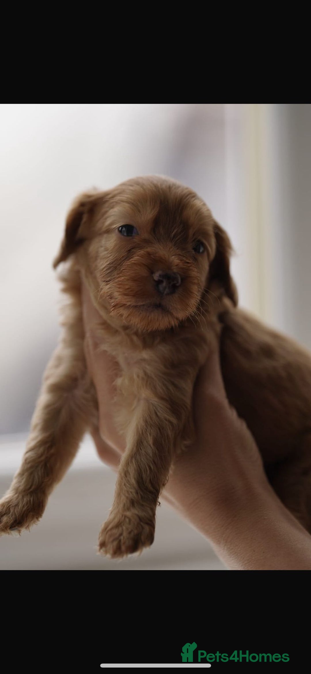 Cockapoo dogs for sale: Beautiful cockapoo puppys  - Advert 9