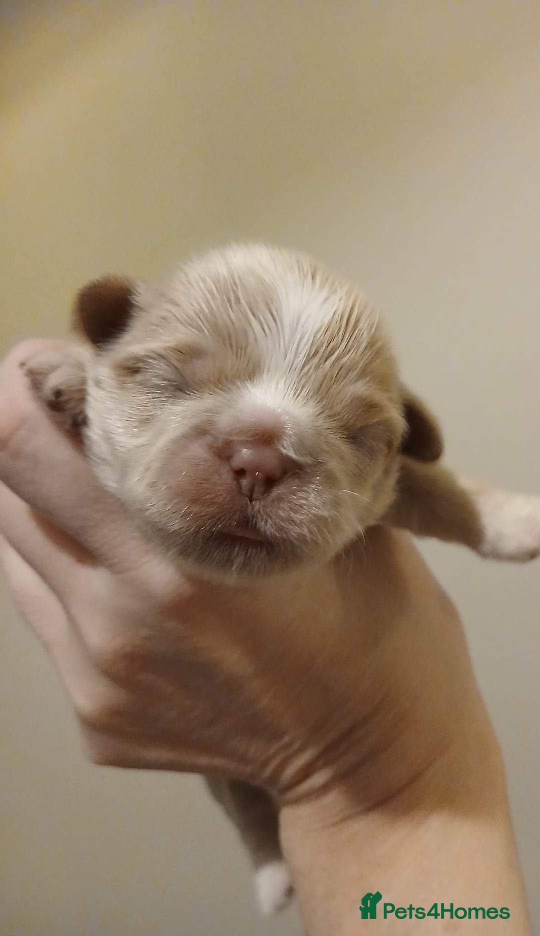 Shih Tzu dogs for sale: 🍫CHOCOLATE KC REG IMPERIALS BEST LINES🍫 - Advert 11