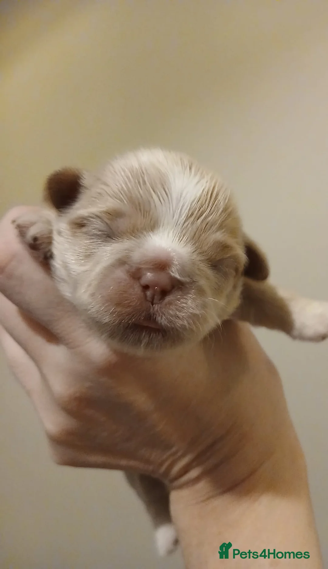 Shih Tzu dogs for sale: CHOCOLATE KC REG IMPERIALS BEST LINES 2 girls left - Advert 23