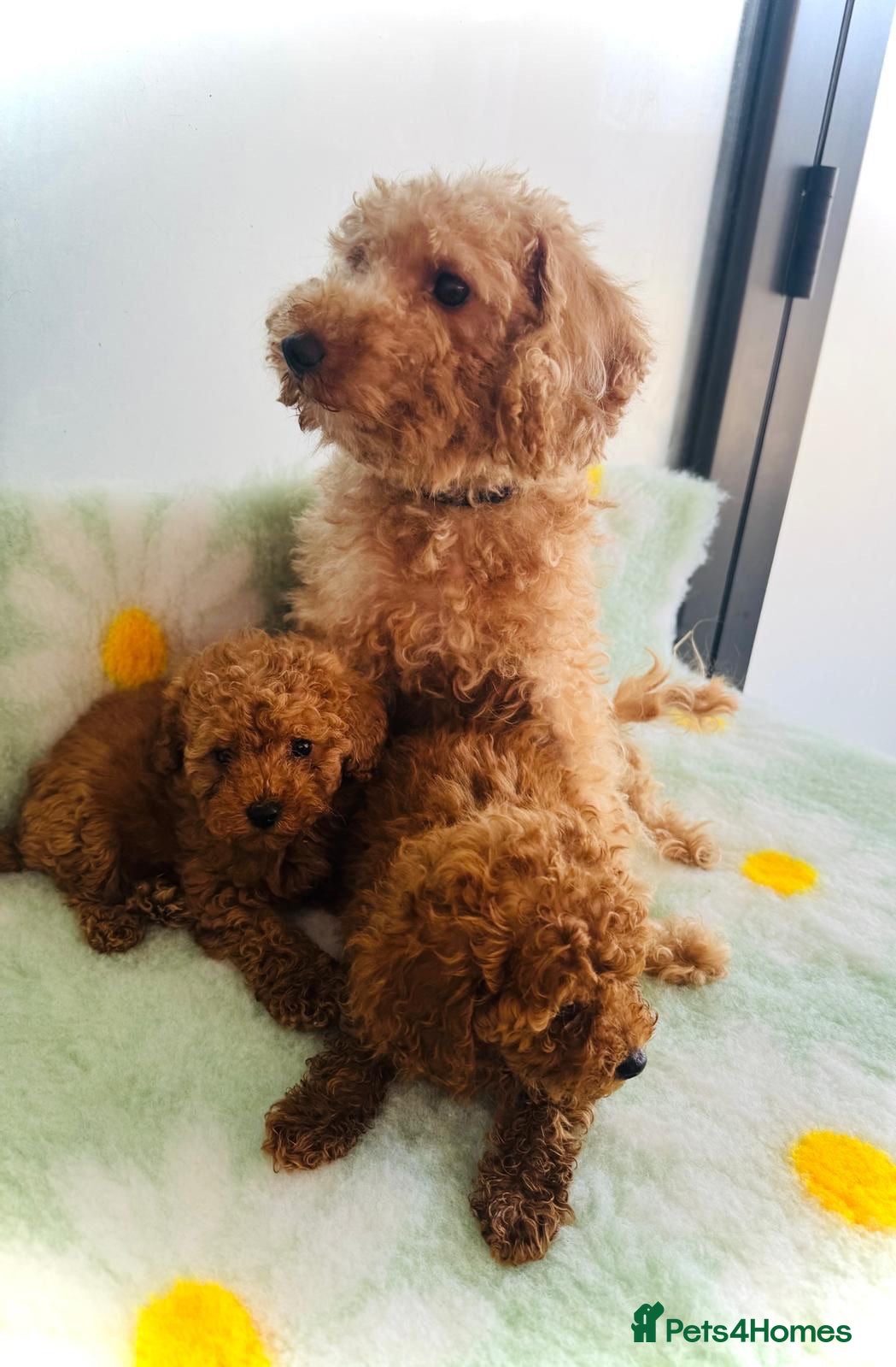 Toy Poodle dogs Miniature Toy Poodles - Advert 4