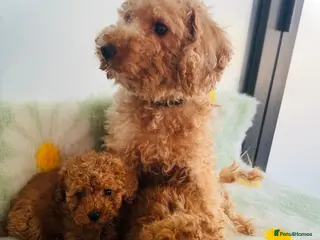 Toy Poodle dogs Miniature Toy Poodles - Advert 1