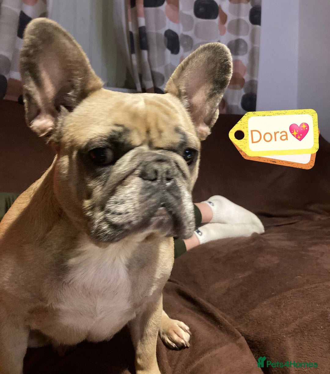 French Bulldog dogs for adoption: 💖DORA-Betrayed Many Times, But Still Loving💖 - Advert 10