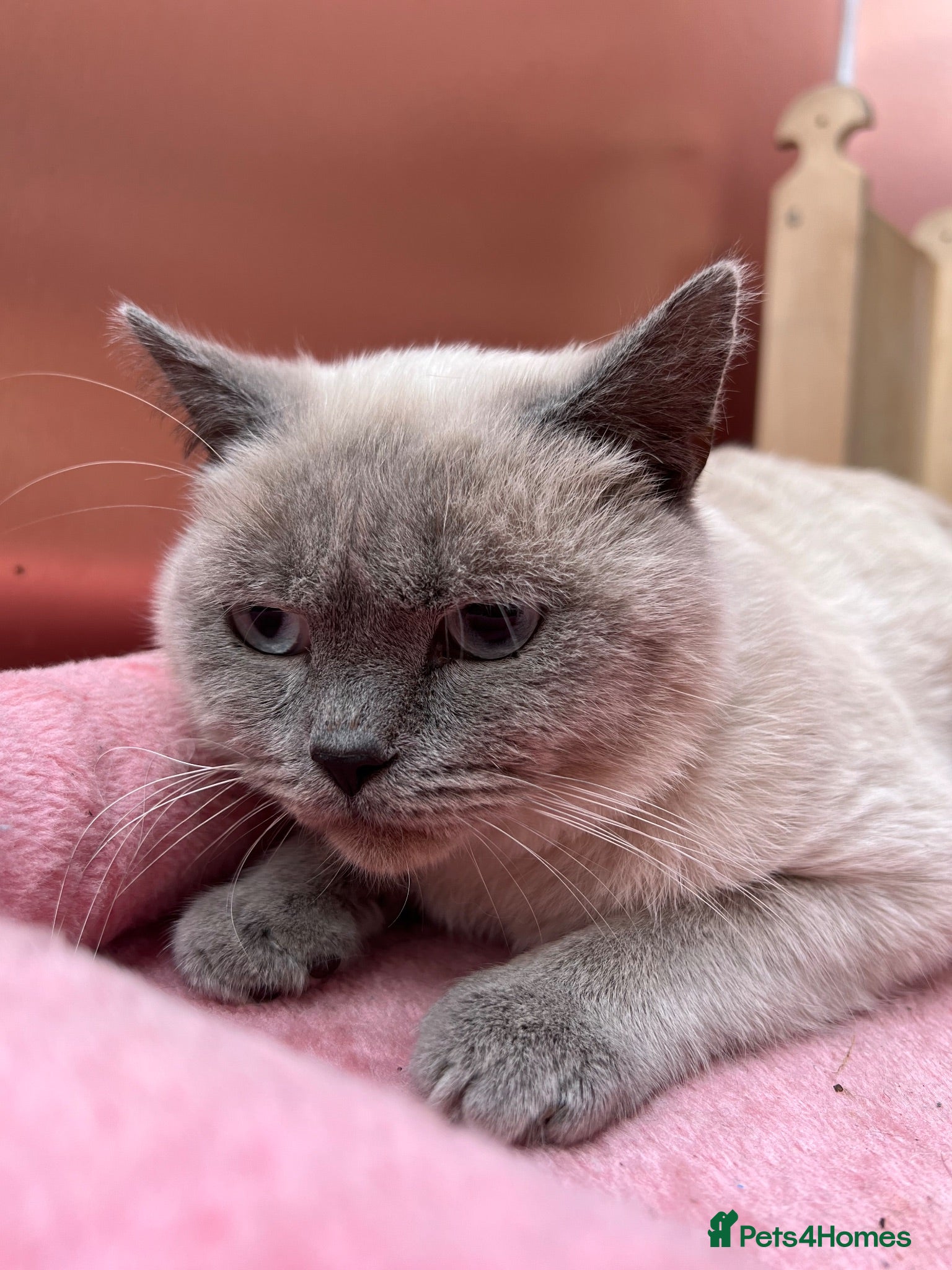 British Shorthair cats British short hair male for sale  - Advert 1