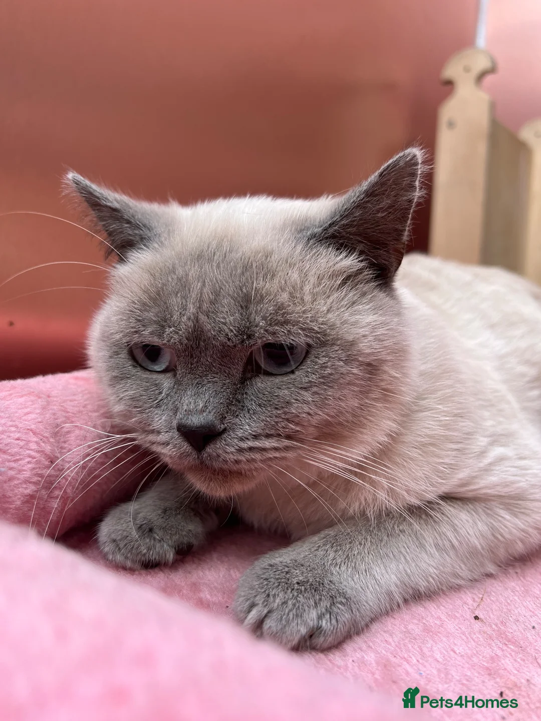 British Shorthair cats for sale: British short hair male for sale  - Advert 1