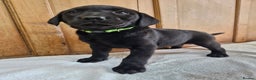 Labrador Retriever dogs for sale: Gorgeous Black Labrador Puppies - Advert 5
