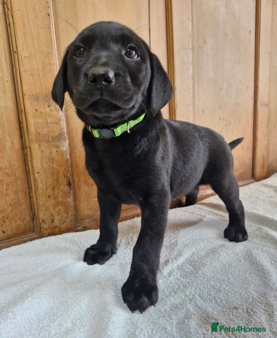 Labrador Retriever dogs for sale: Gorgeous Black Labrador Puppies - Advert 5