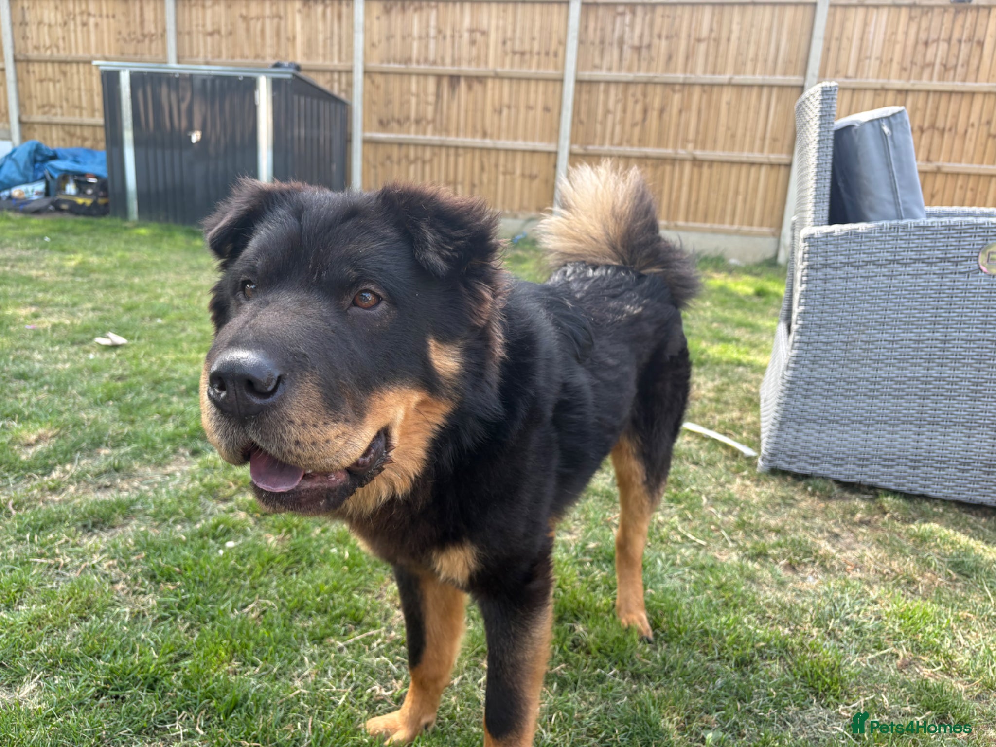 Shar Pei dogs for stud: Bear coat shar pei in Rainham - Advert 3