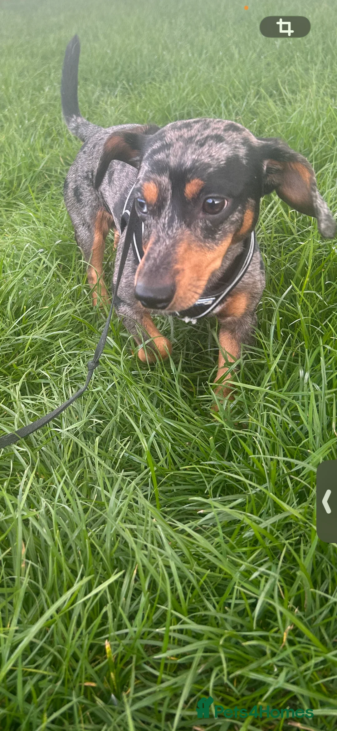 Jackshund dogs for sale: 2 year old jackshund needing a home  - Advert 4