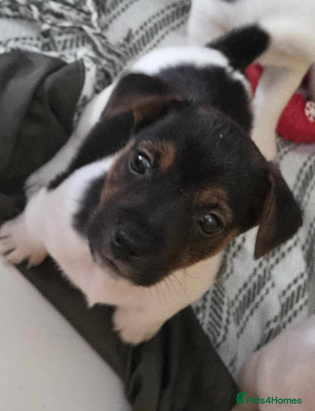 Jack Russell dogs for sale: Jack Russell pups - Image 33