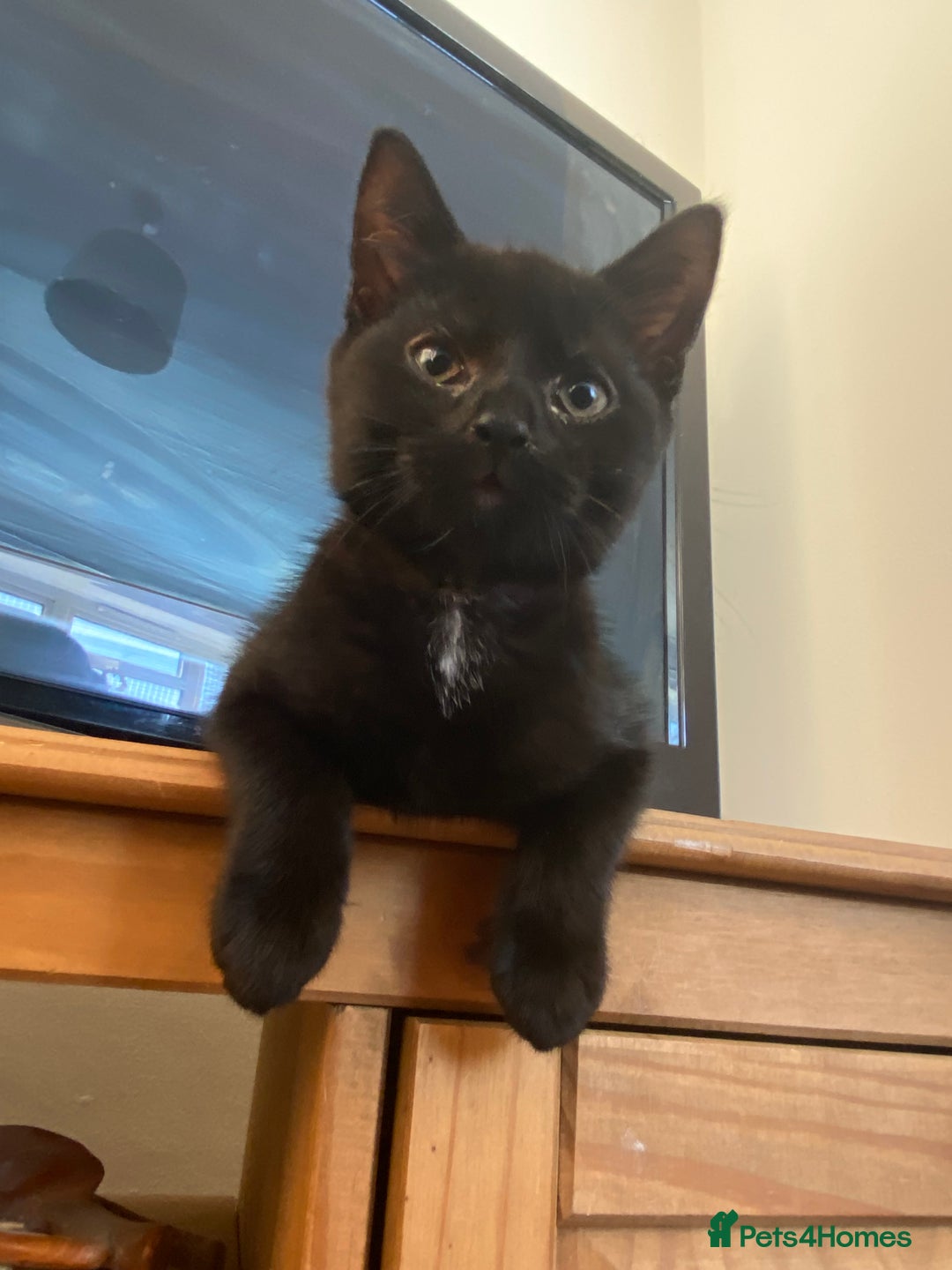 Mixed Breed cats for sale: Male kitten  - Image 3
