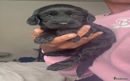 Cockapoo dogs for sale: Beautiful Cockerpoo puppies - Image 11