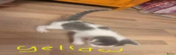 Maine Coon cats for sale: Mainecoon x kittens  in Barnstaple - Advert 18