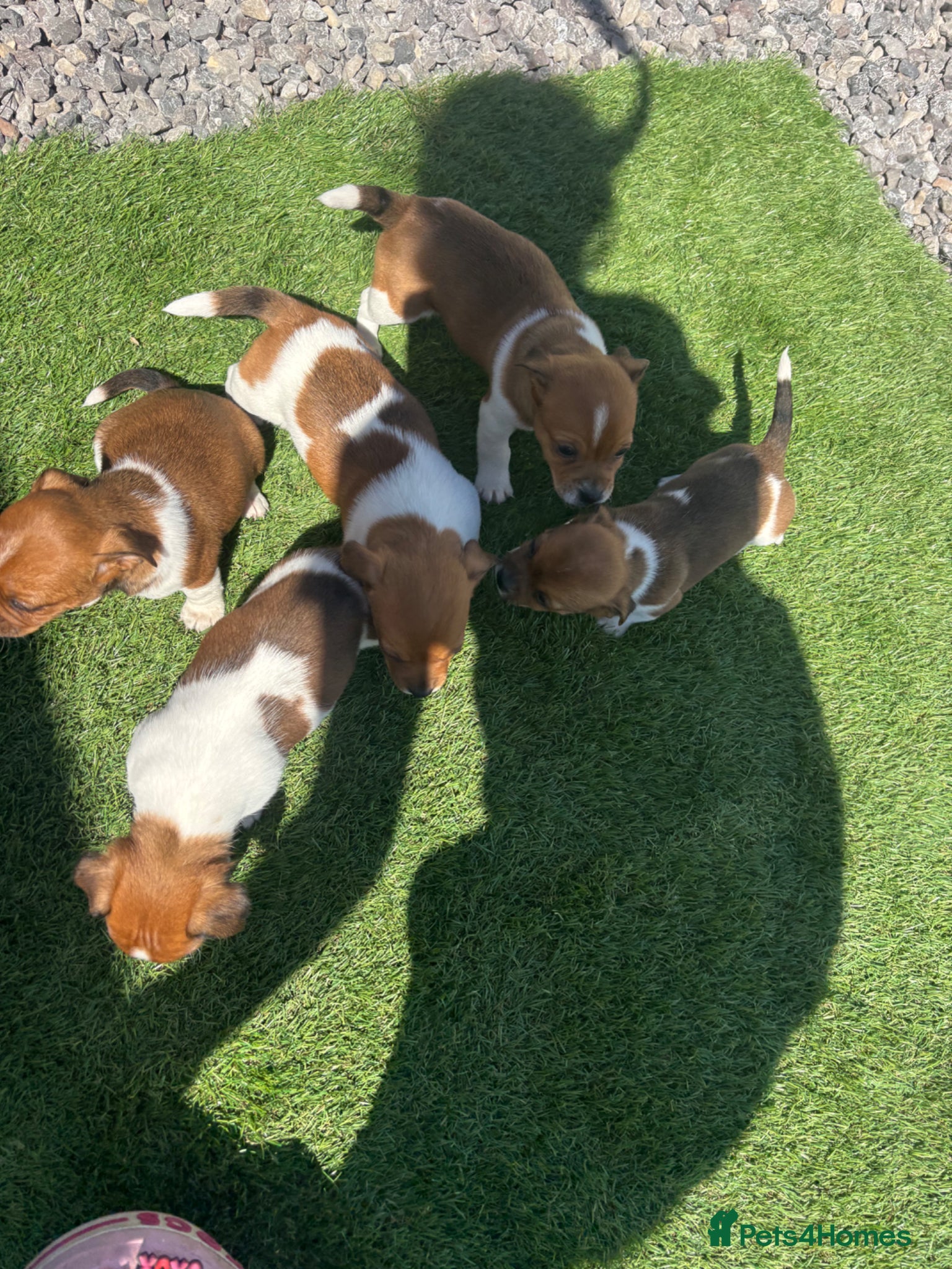 Jack Russell dogs Jack Russell puppy  - Advert 13