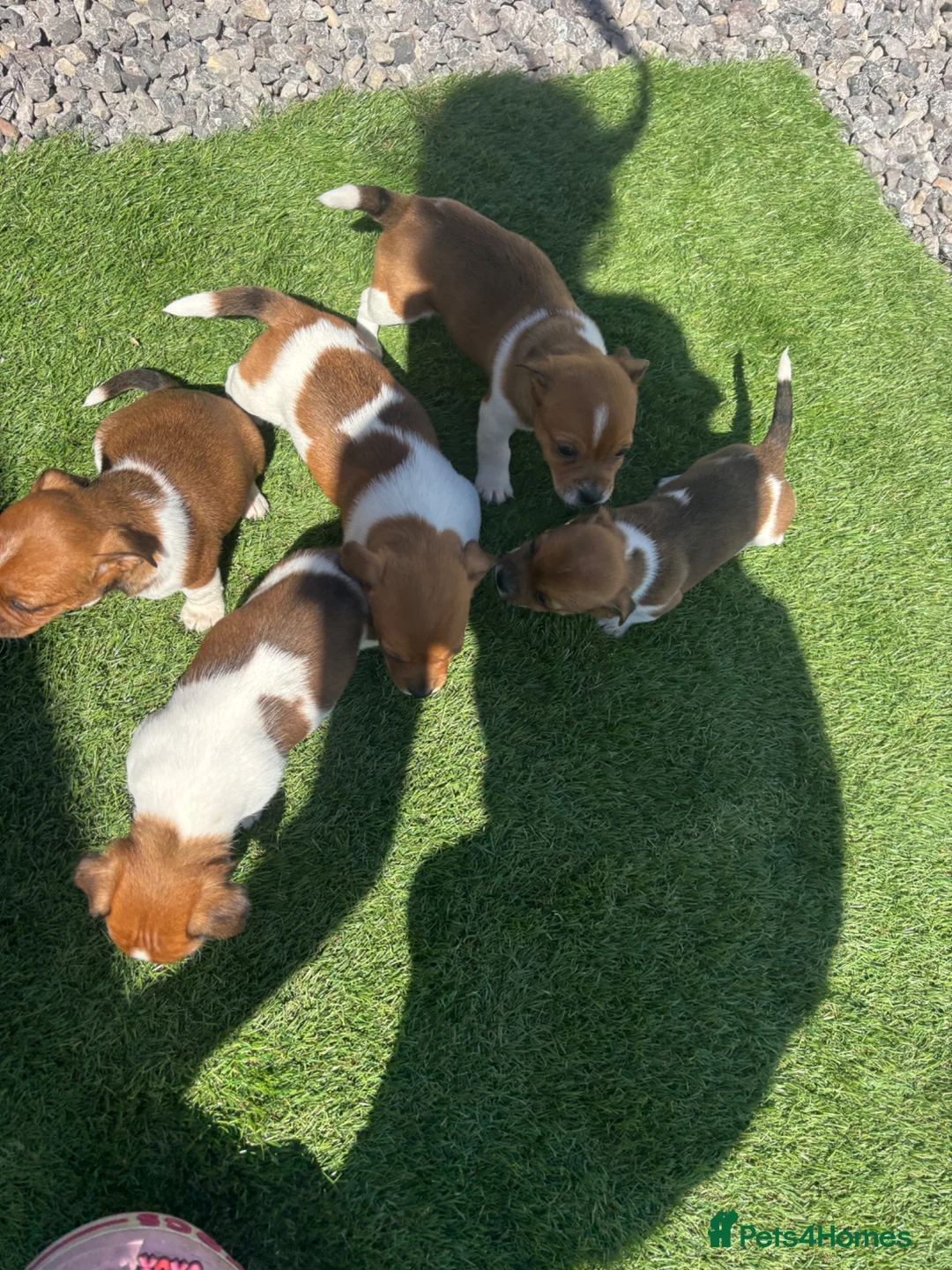 Jack Russell dogs for sale: Jack Russell puppy  - Advert 1