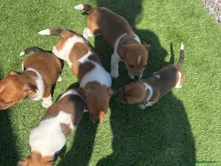 Jack Russell dogs Jack Russell puppy - Advert 1