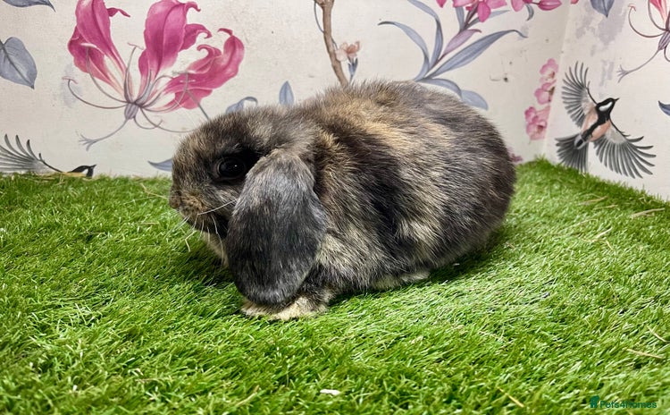 Mini Lop rabbits - Advert 8