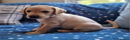 Springador dogs for sale: Wonderful Springador Puppies  - Advert 25