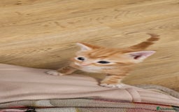 Domestic Shorthair cats for sale: 4 Adorable boys Looking for a Loving Home - Image 6