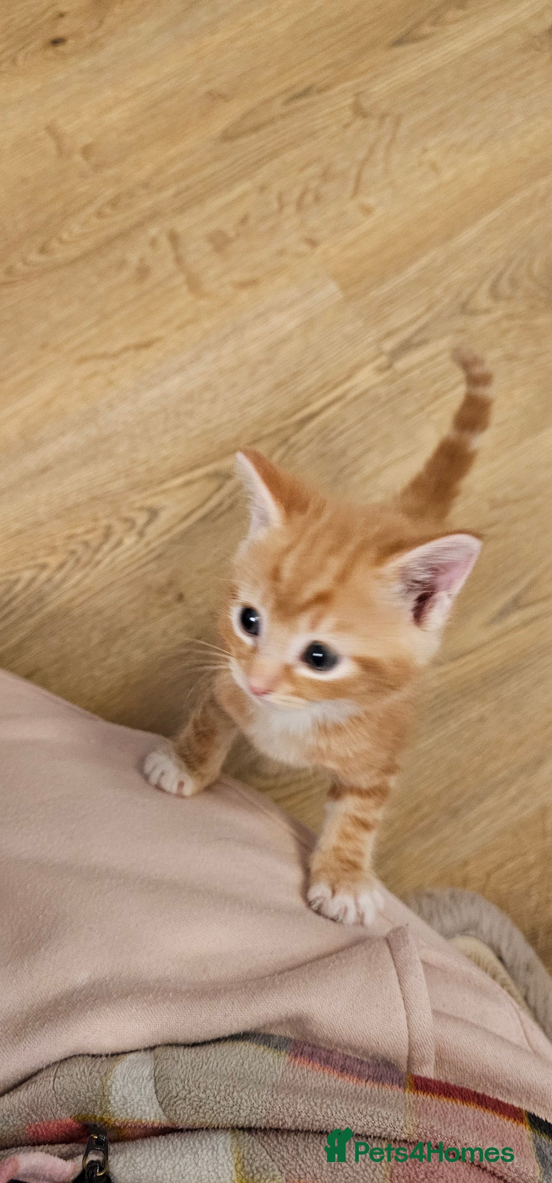 Domestic Shorthair cats for sale: 4 Adorable boys Looking for a Loving Home - Image 6