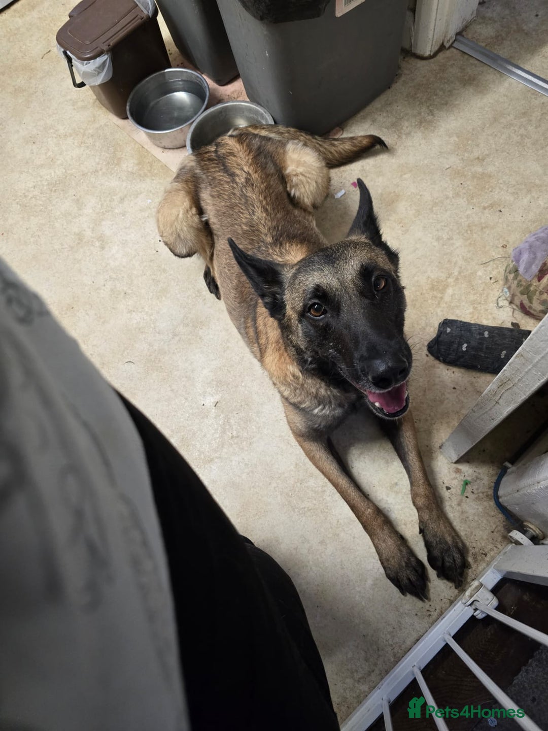 Belgian Shepherd Dog dogs for sale: Calm, loving Athena - Image 6