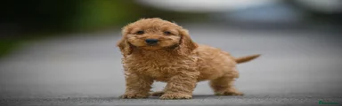 Cavapoo 3