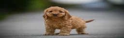 Cavapoo dogs for sale: Adorable cavapoo puppies - Advert 7