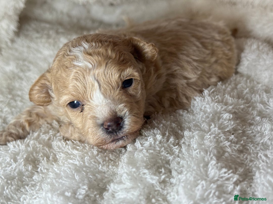 Maltipoo dogs for sale: F1 Maltipoo Boy  - Image 5
