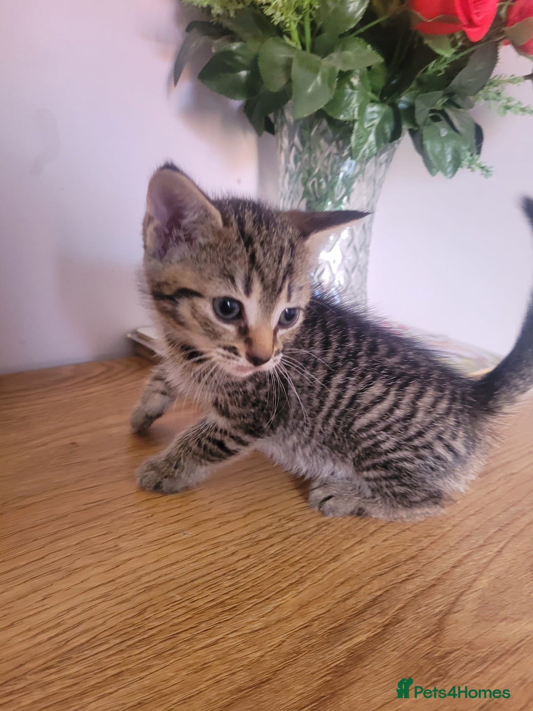 Mixed Breed cats for sale: Stunning kittens - Image 6
