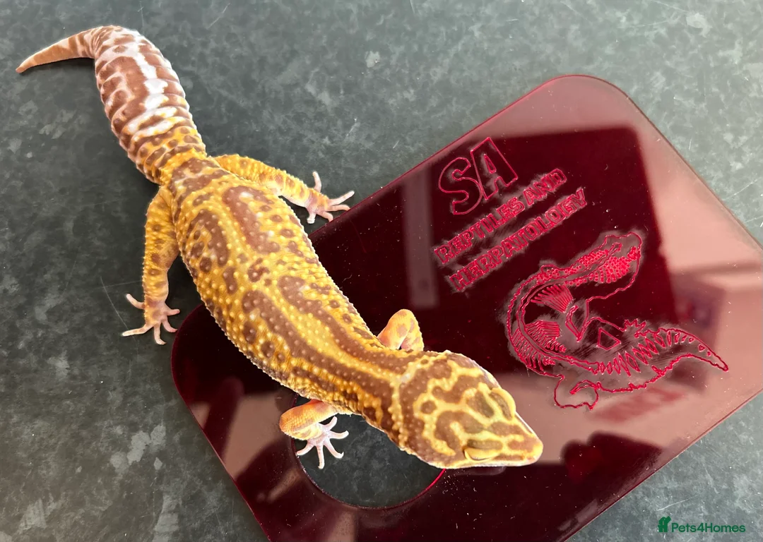Leopard Gecko reptiles for sale: Leopard Gecko Group in Chelmsford - Advert 8