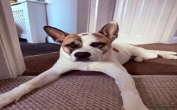 Mixed Breed dogs for sale: 9 month old Akita x puppy - Image 7