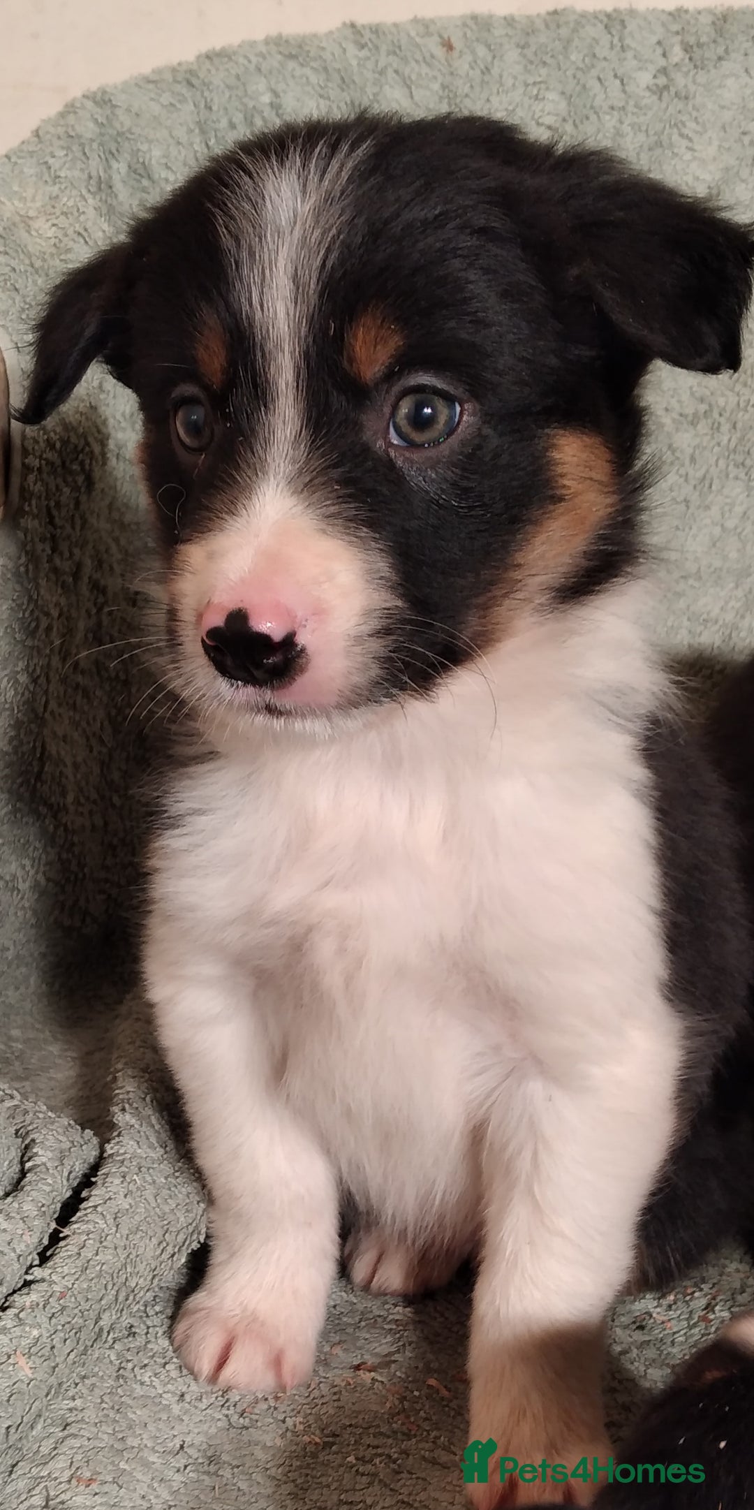 Border Collie dogs for sale: Cheekey Chaps! - Advert 8