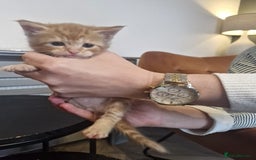 Maine Coon cats for sale: Stunning Maine Coon Kittens  - Image 8
