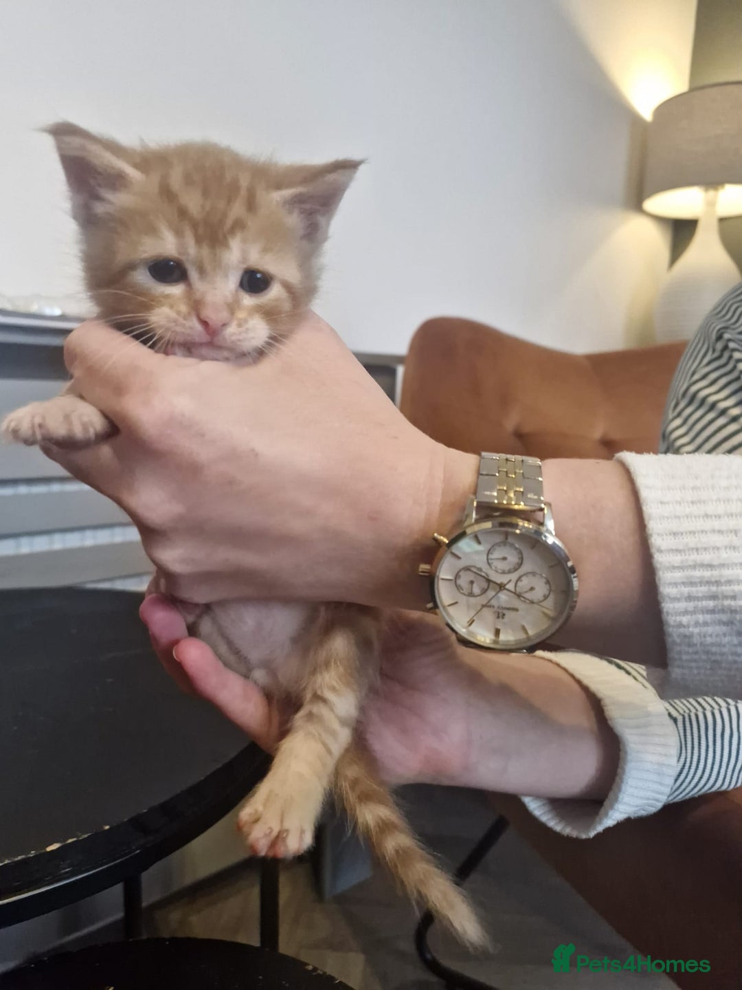 Maine Coon cats for sale: Stunning Maine Coon Kittens  - Image 8