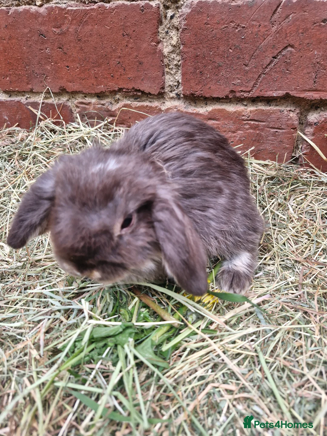 Mini Lop rabbits for sale: ** mini lops ready now ** - Advert 2