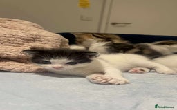 Mixed Breed cats for sale: Beautiful mixed kittens  - Image 2