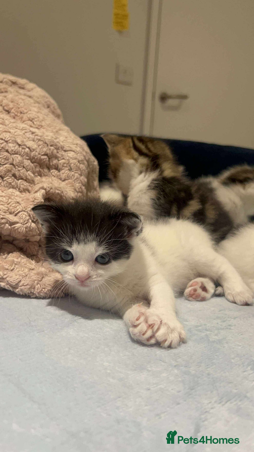 Mixed Breed cats for sale: Beautiful mixed kittens  - Image 2