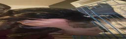 Sprocker dogs for sale: Beautiful sprocker puppies  - Advert 6