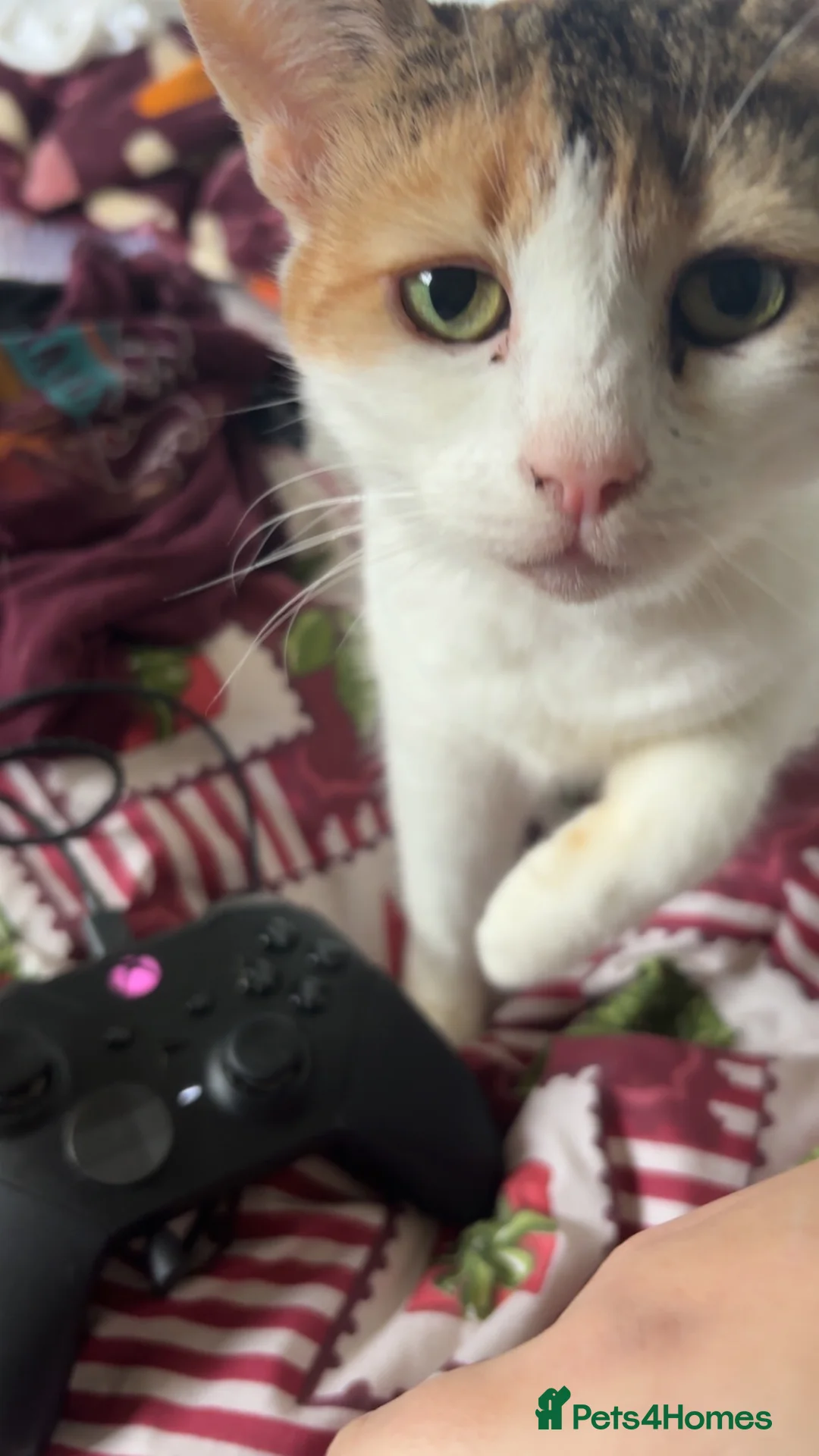 Mixed Breed cats for sale: 2 year old callico female  - Advert 13