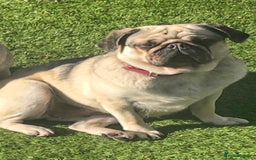 Frug dogs for sale: Frug puppies - Advert 6