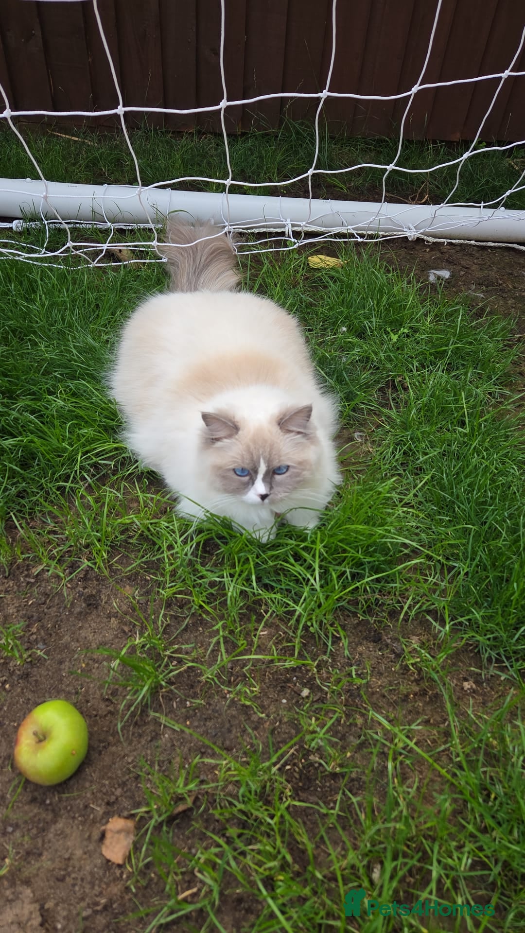 Ragdoll cats for sale: Pedigree ragdoll cats - Image 14