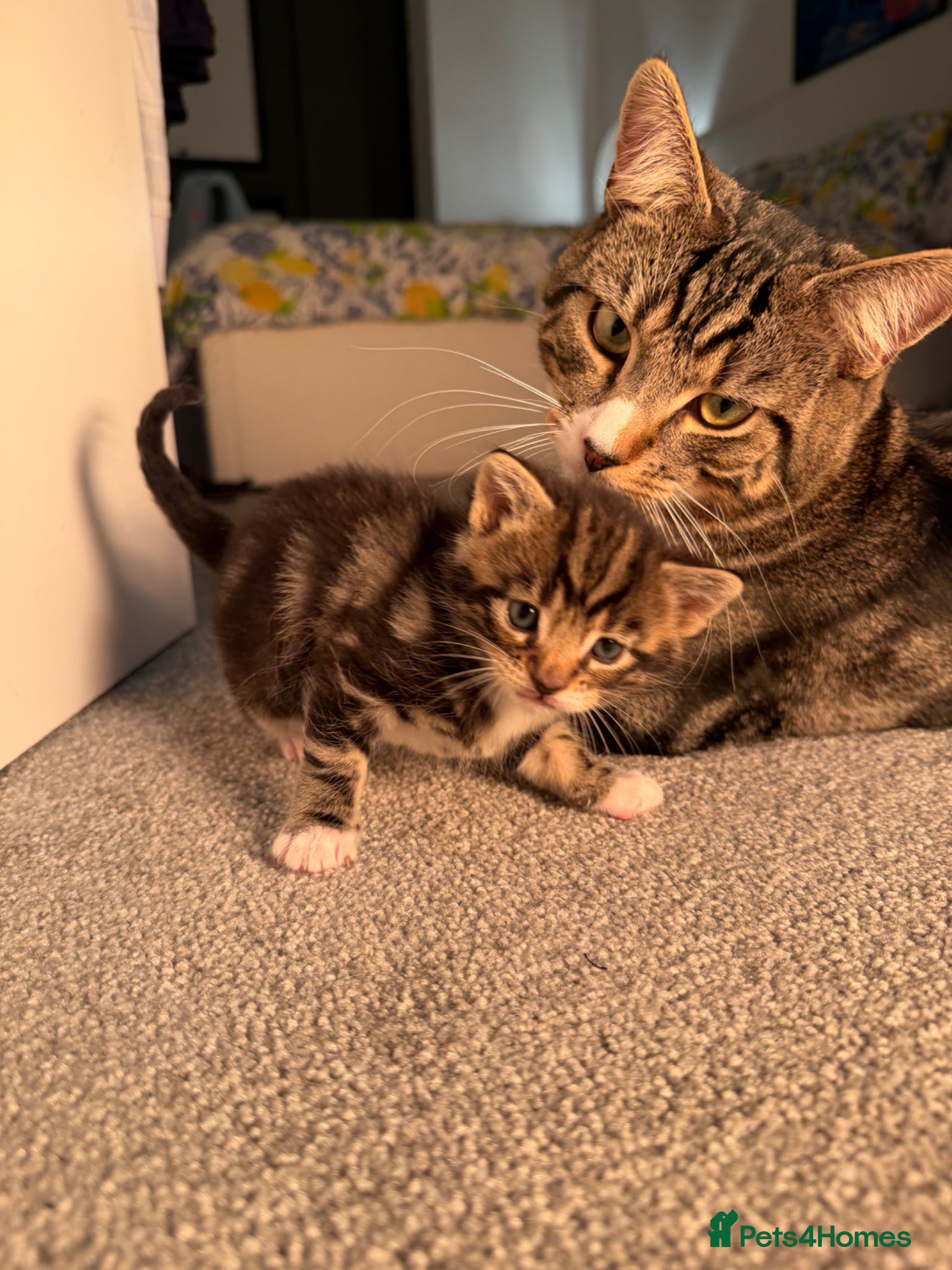 Mixed Breed cats 4 Tabby Cats for sale - Advert 1